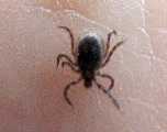 male deer tick