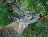 deer eating often eaten roses