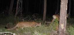 Mountain lion stalking deer