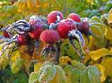 rugosa rose hips