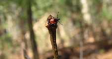 deer tick waiting on twig for a ride