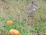 Deer eating pumpkins